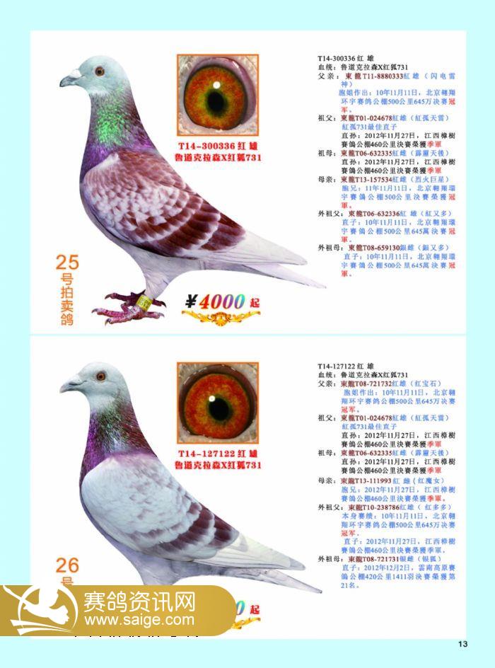 最新台鸽网一口价专区