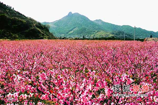 兴化桃花岛最新新闻