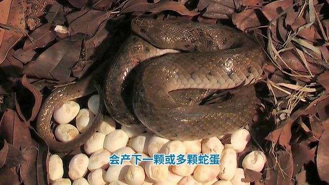 蛇蛋图澳门正版最新版,蛇蛋图澳门正版最新版，探索神秘世界的启示