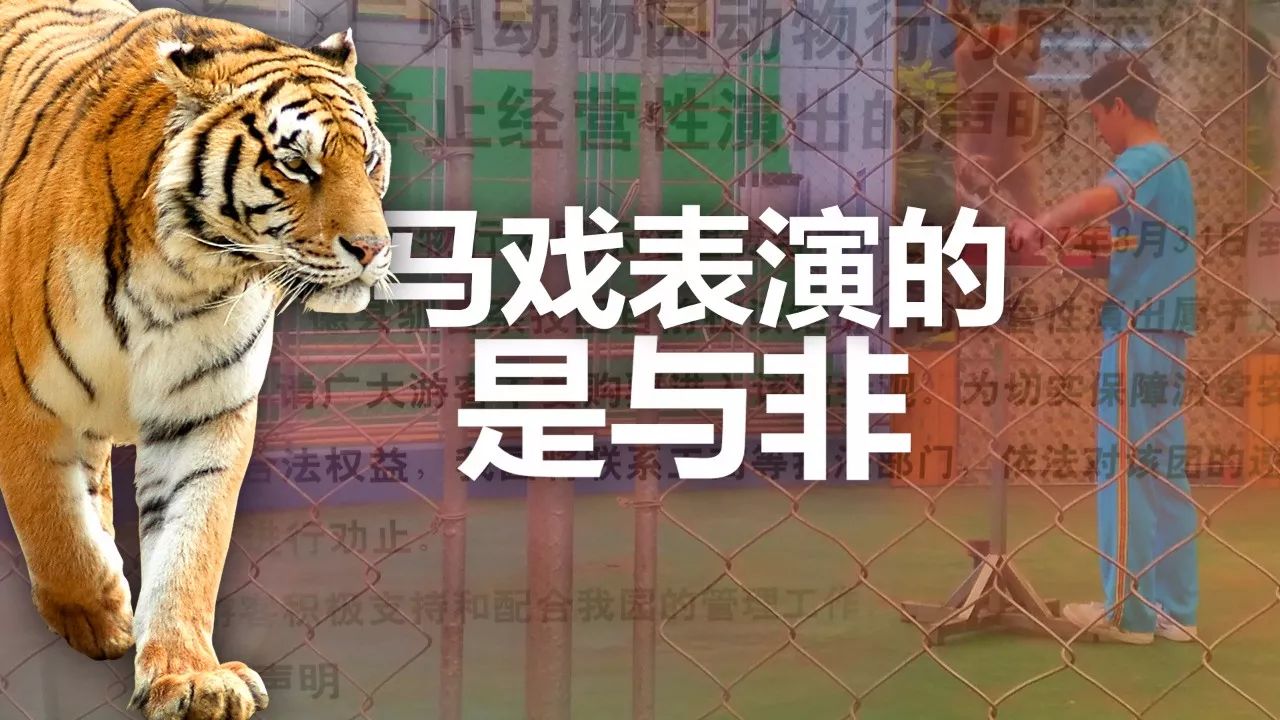 2025年正版四不像今晚,探索未知领域，关于2025年正版四不像的猜想与解读